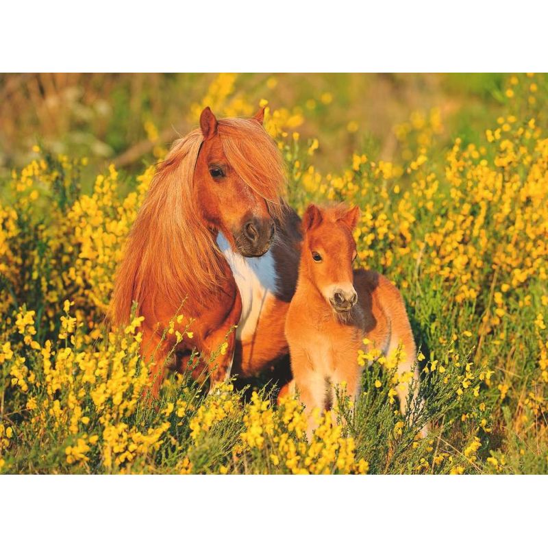 100 p XXL puzzle - Shetland ponies